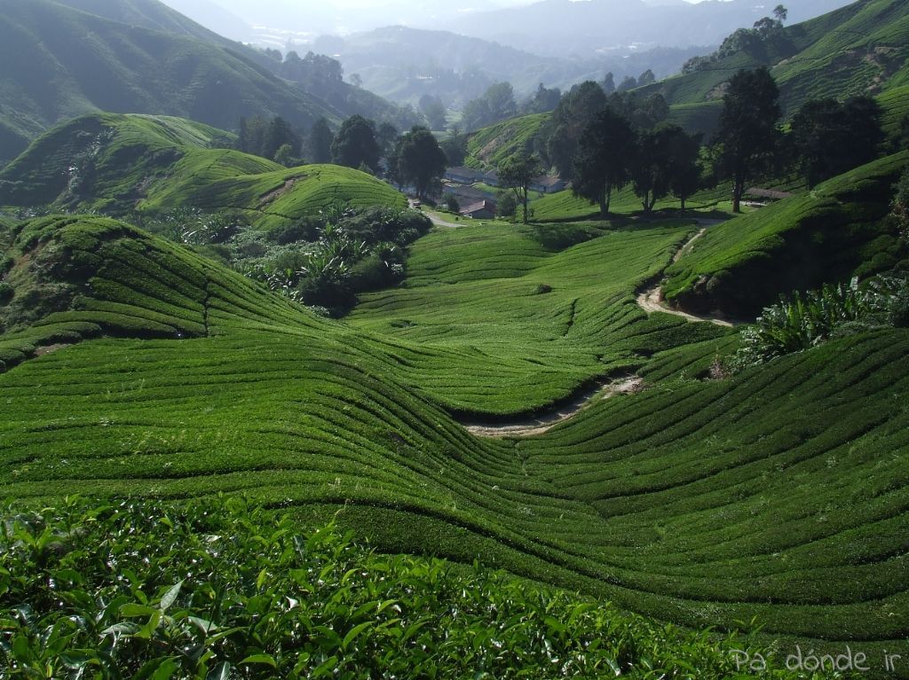 Cameron Highlands, verde que te quiero verde